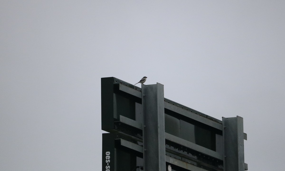 Loggerhead Shrike - ML613998957