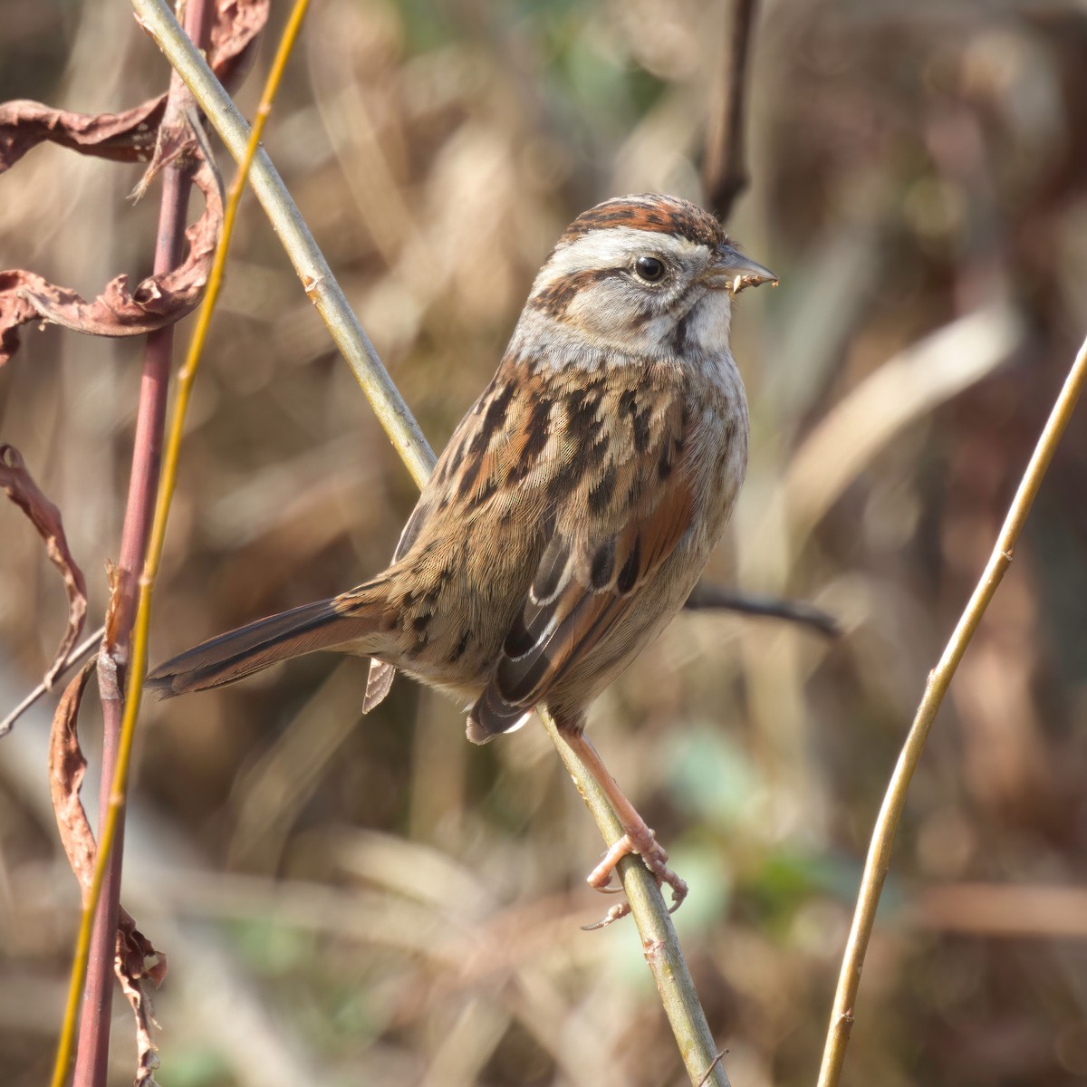 Swamp Sparrow - ML613998958