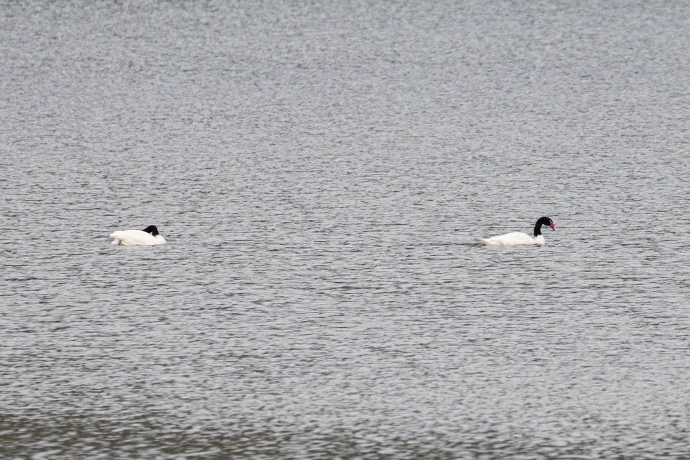 Black-necked Swan - ML613998977