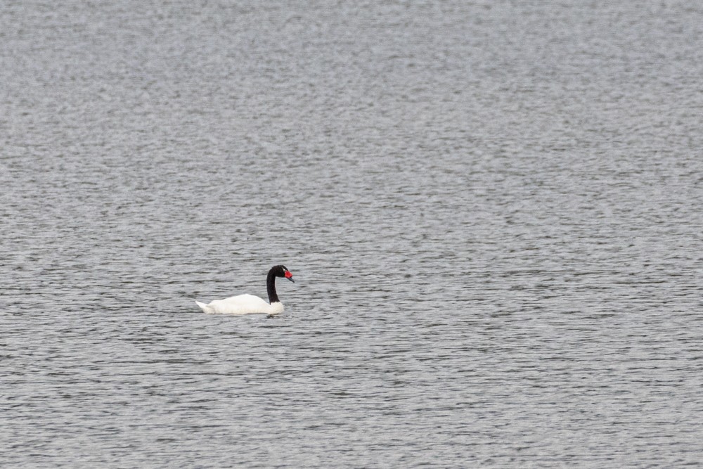 Black-necked Swan - ML613998980