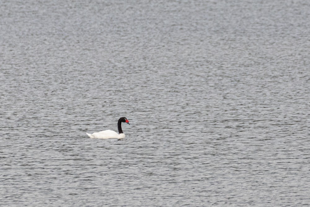 Cygne à cou noir - ML613998980