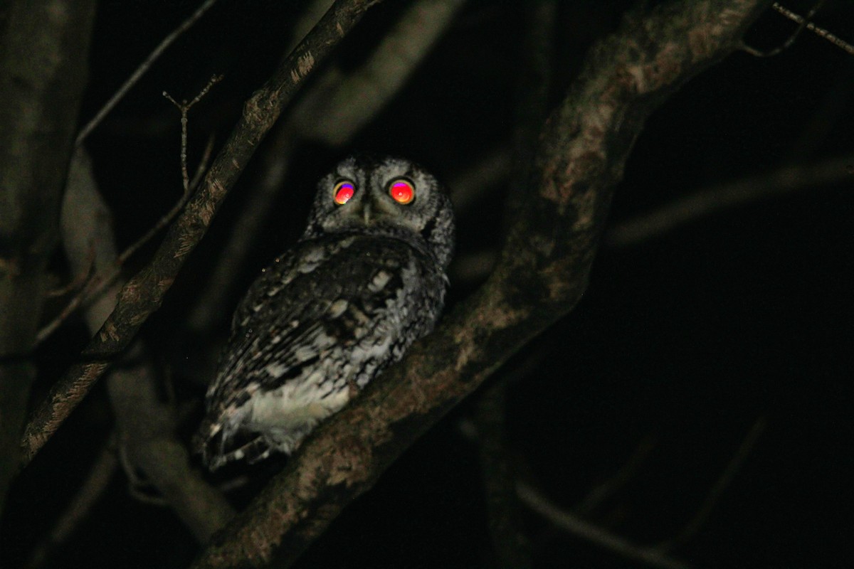 Eastern Screech-Owl - ML613998996