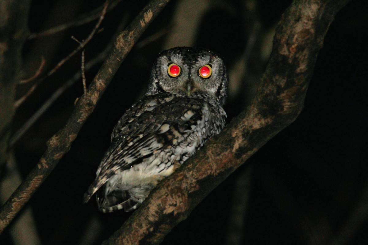 Eastern Screech-Owl - ML613998997