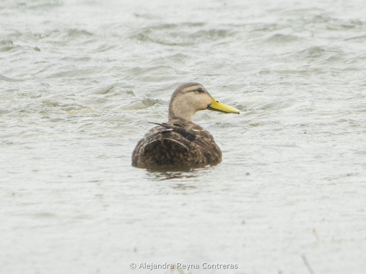 Mottled Duck - ML613999004