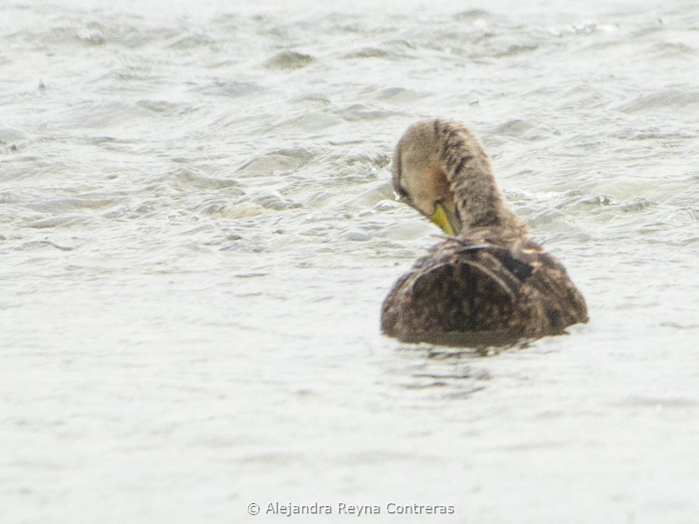 Mottled Duck - ML613999005