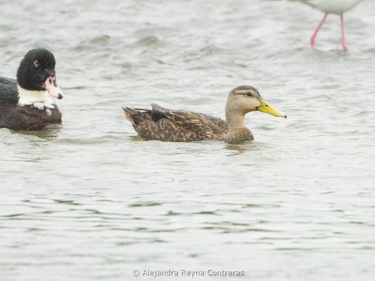 Mottled Duck - ML613999006