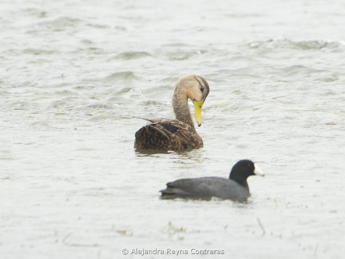 Mottled Duck - ML613999007