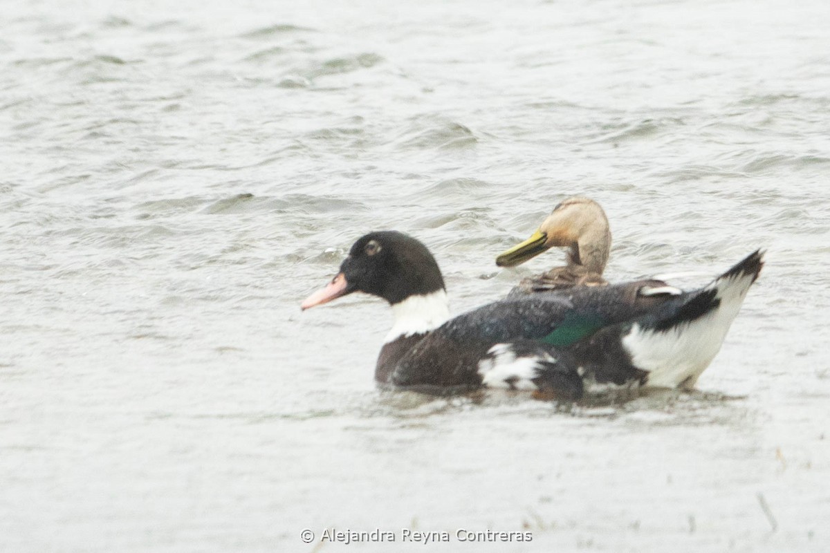 Mottled Duck - ML613999008