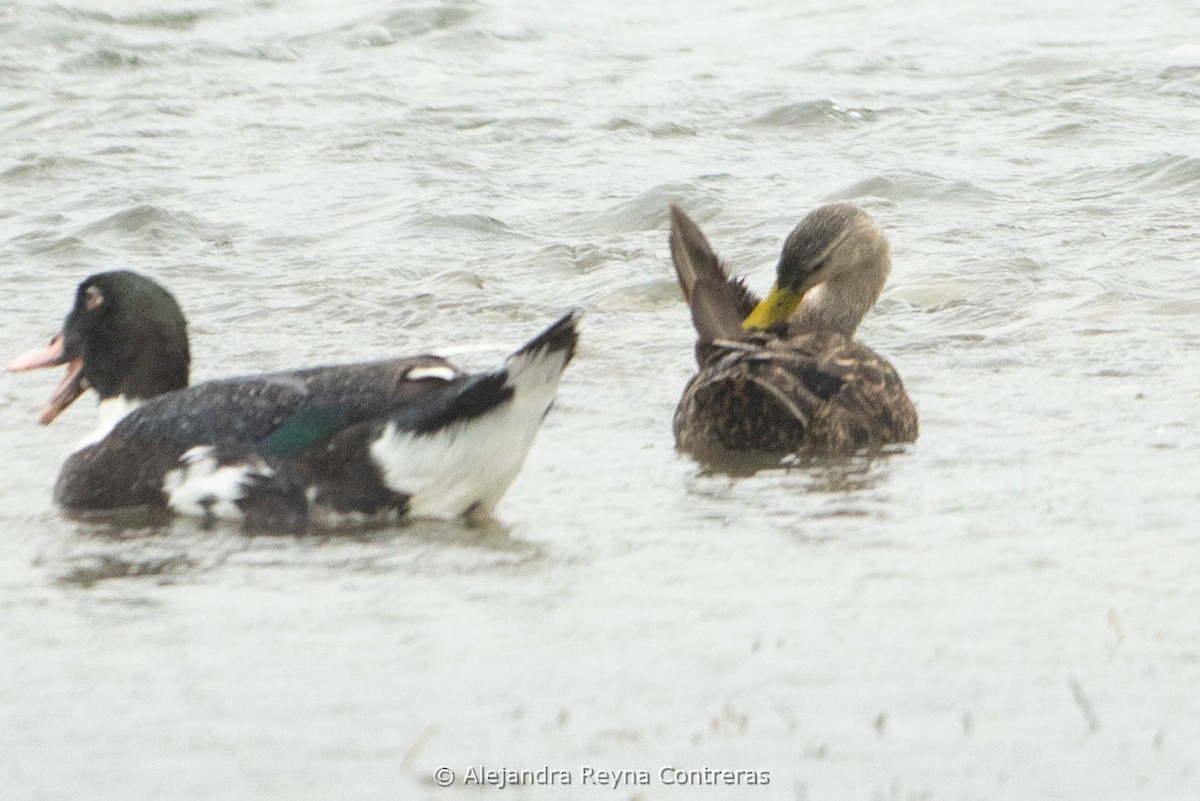 Mottled Duck - ML613999009