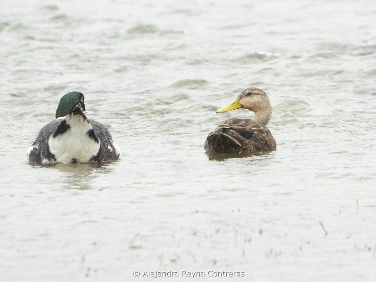 Mottled Duck - ML613999010