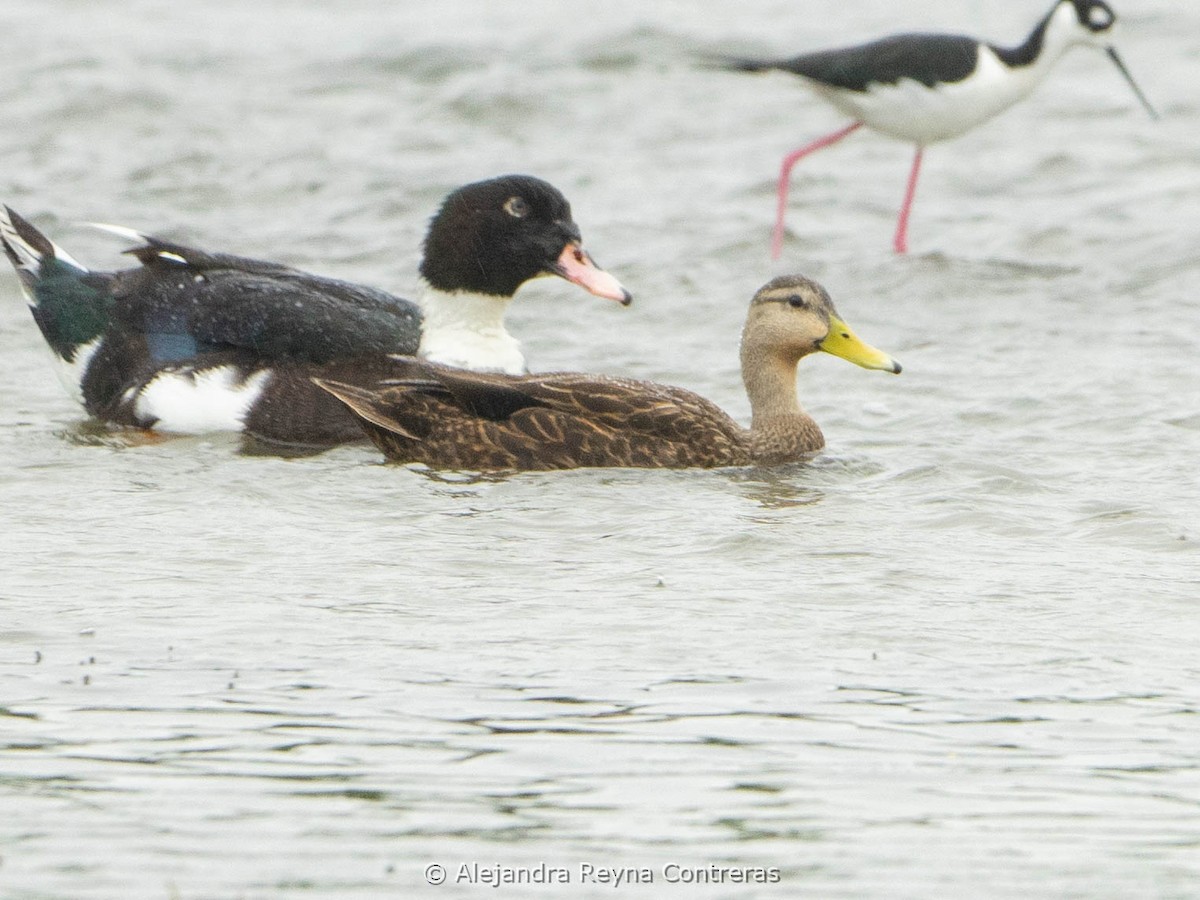 Canard brun - ML613999011