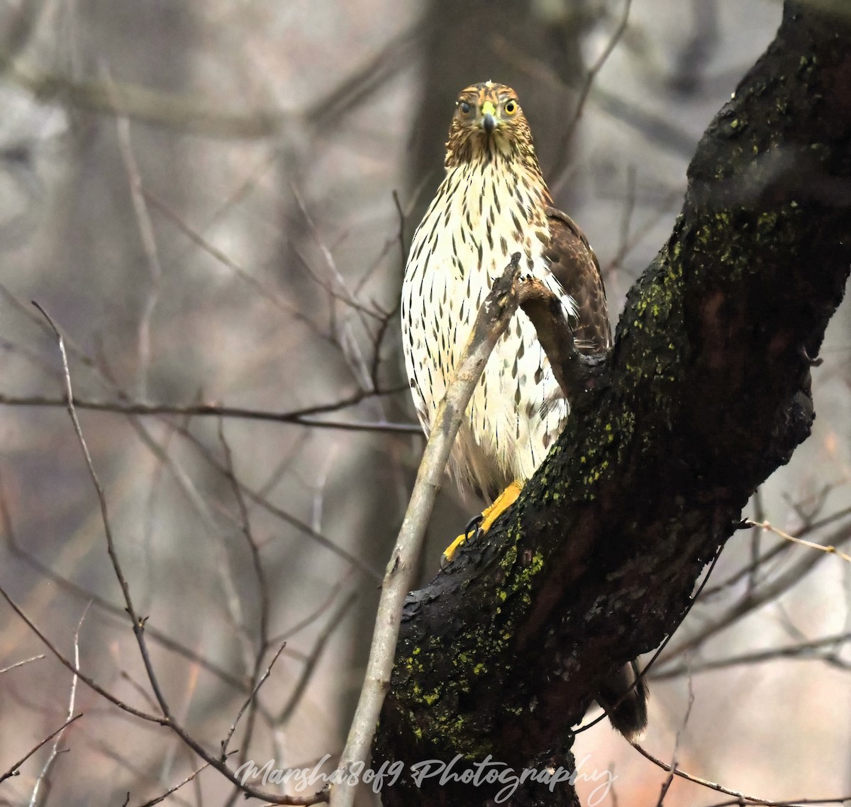 Cooper's Hawk - Marsha Lewis