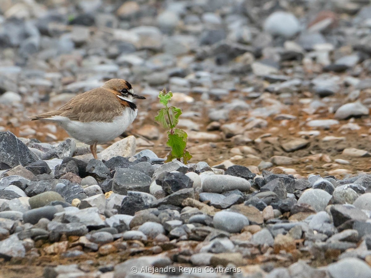 Collared Plover - ML613999024