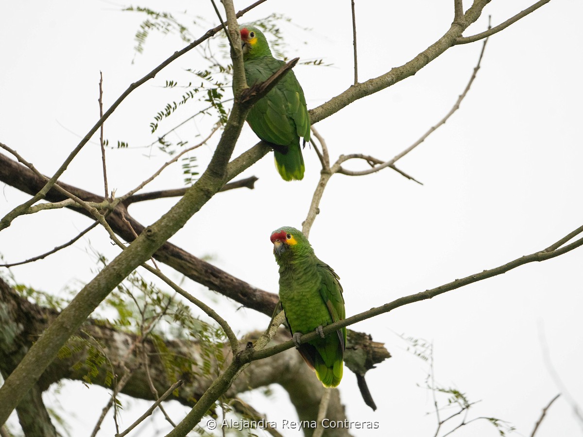 Red-lored Parrot - ML613999031