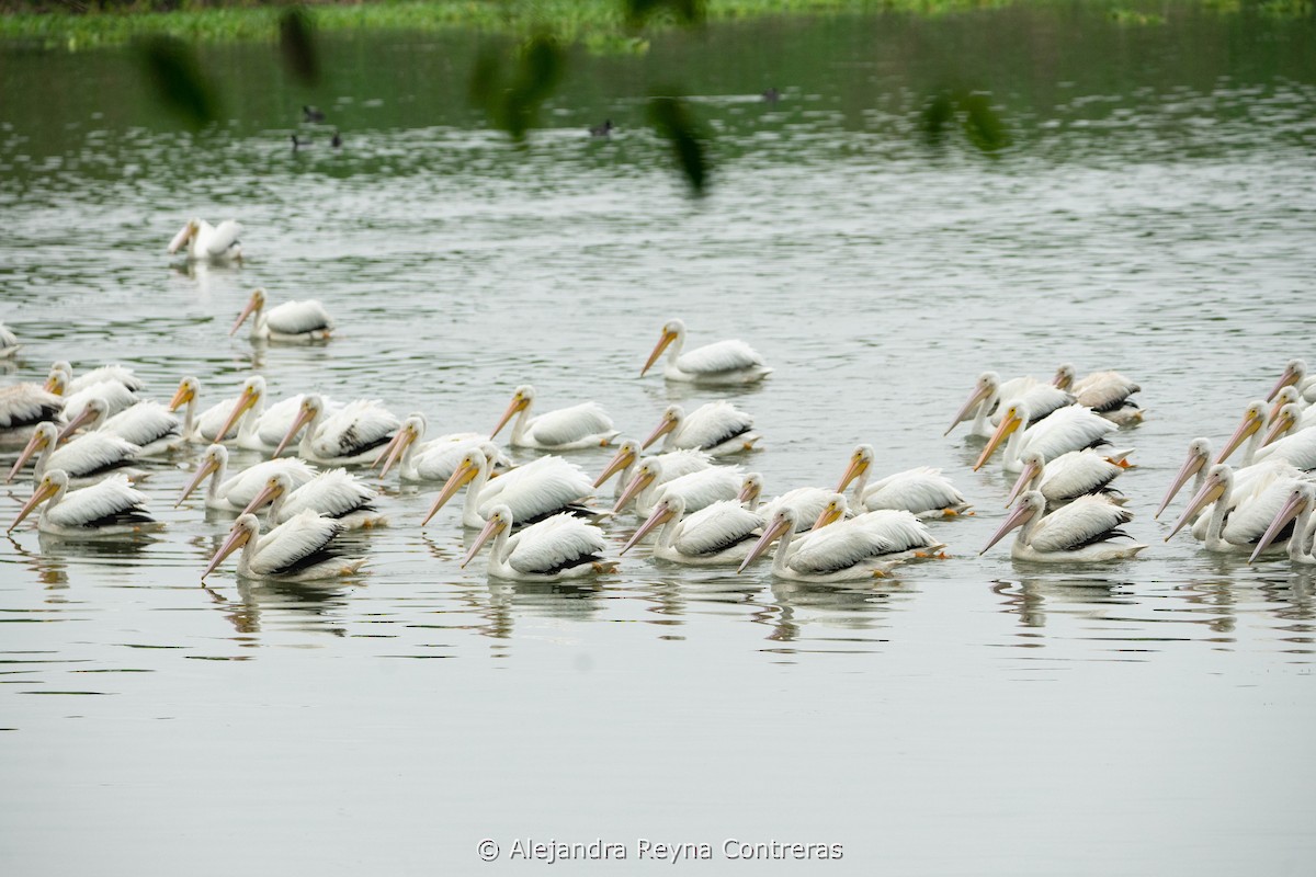 American White Pelican - ML613999036