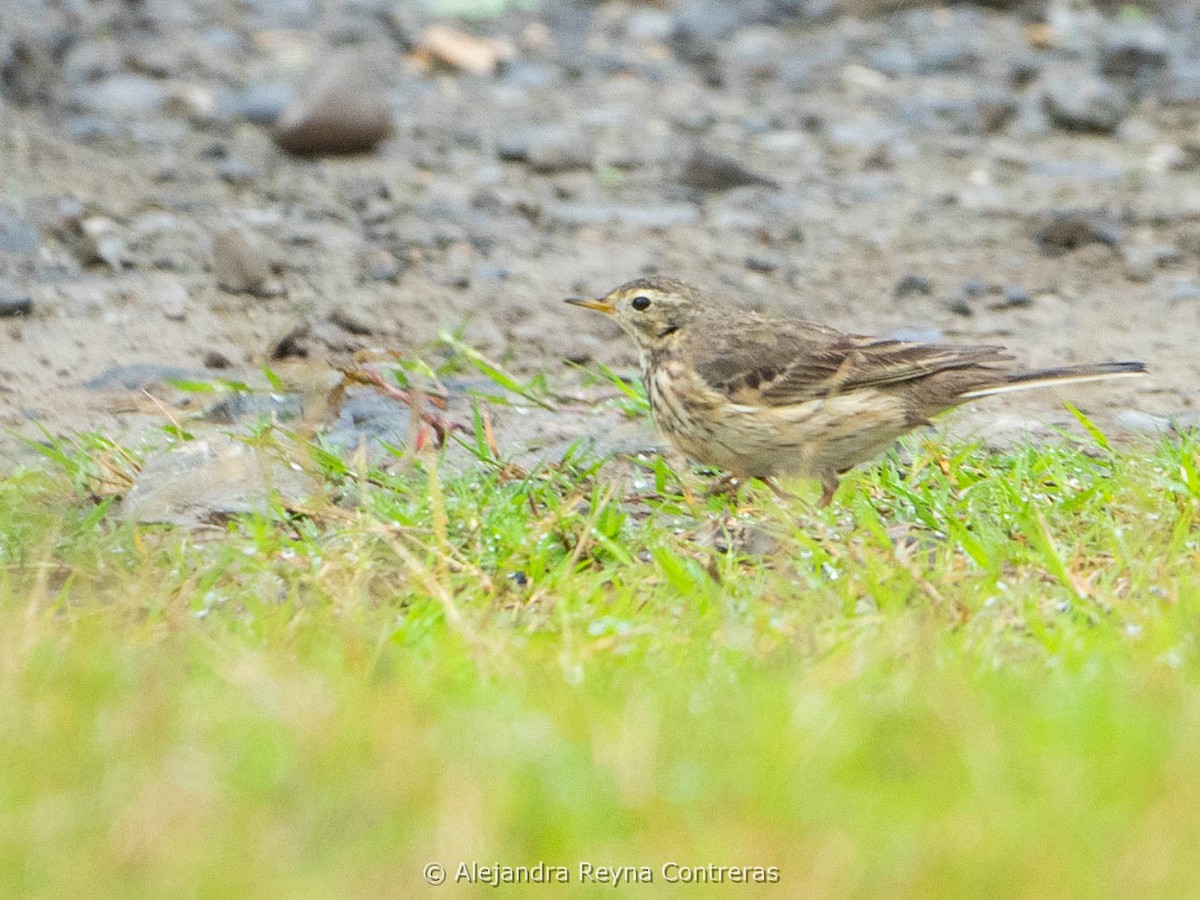 Pipit d'Amérique - ML613999048