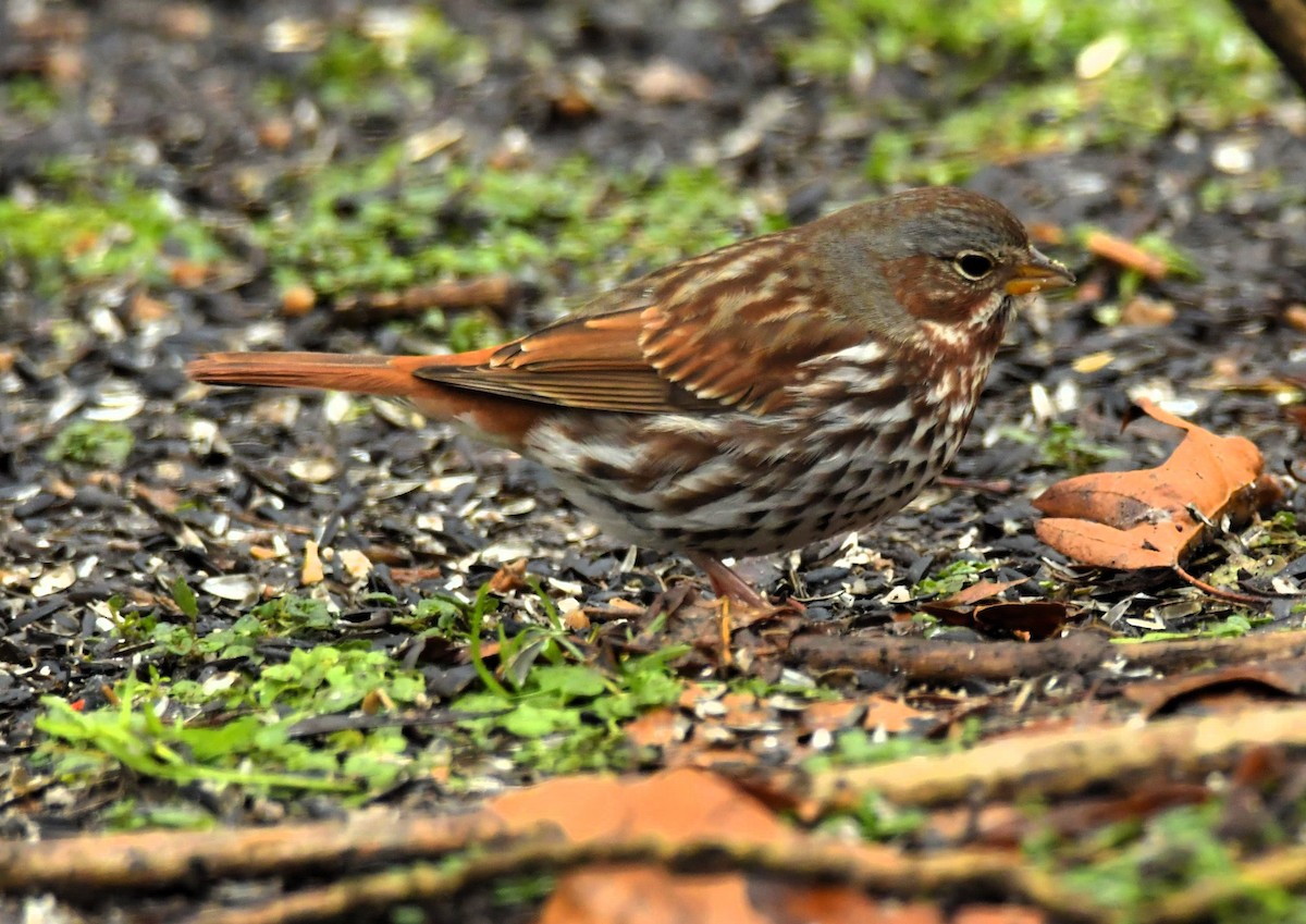 Fox Sparrow - Marsha Lewis