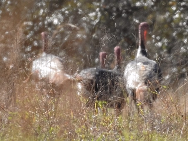 Wild Turkey - ML613999080