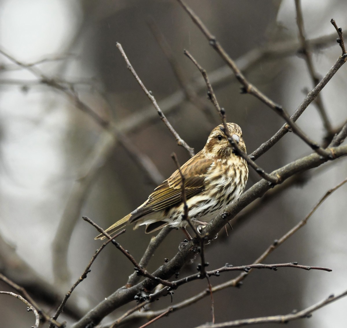 Purple Finch - Marsha Lewis