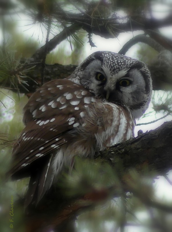 Boreal Owl - Francine Claveau