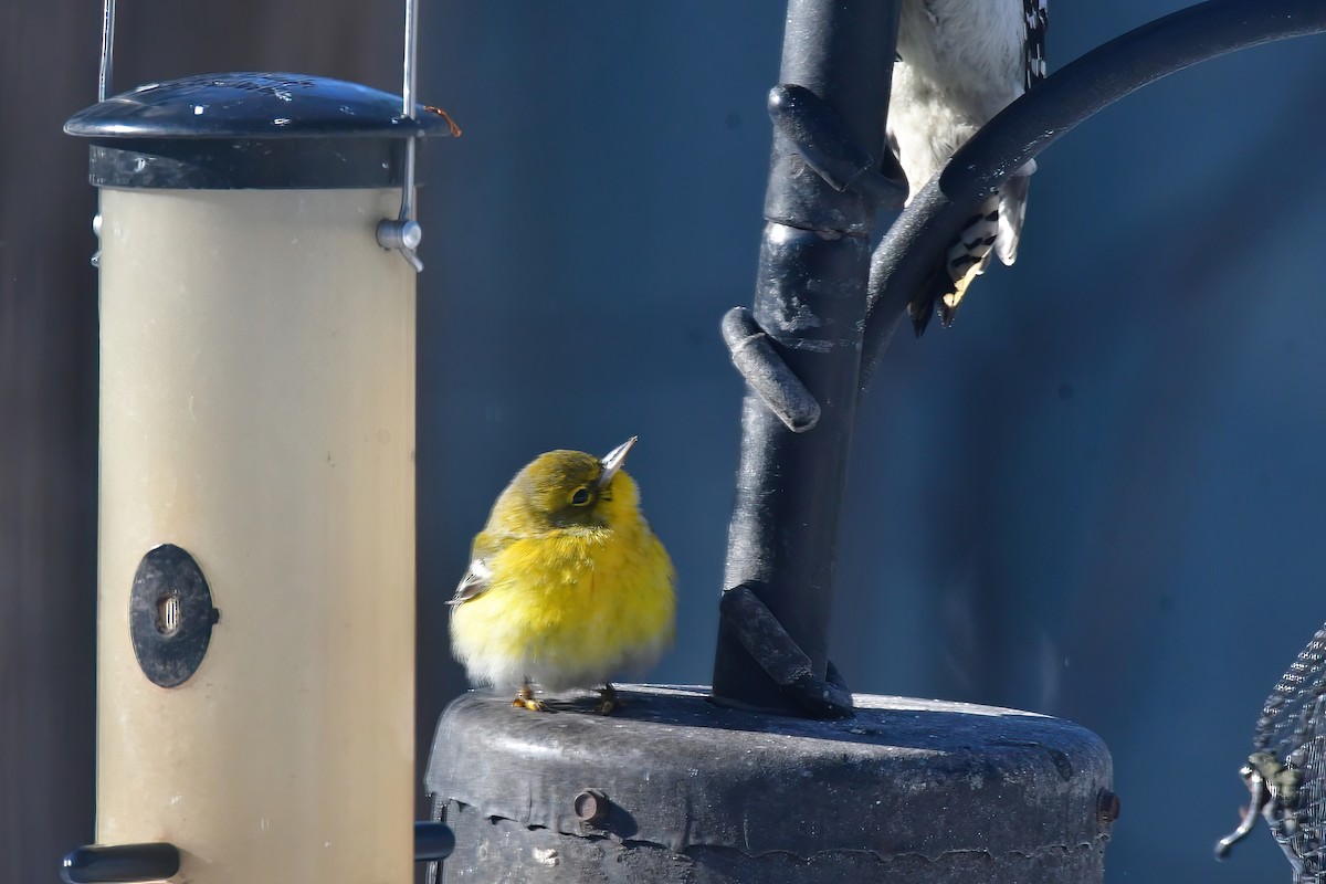 Pine Warbler - Marsha Lewis