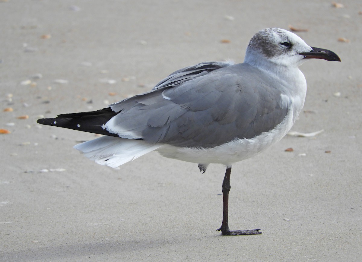 Laughing Gull - Ray Wershler