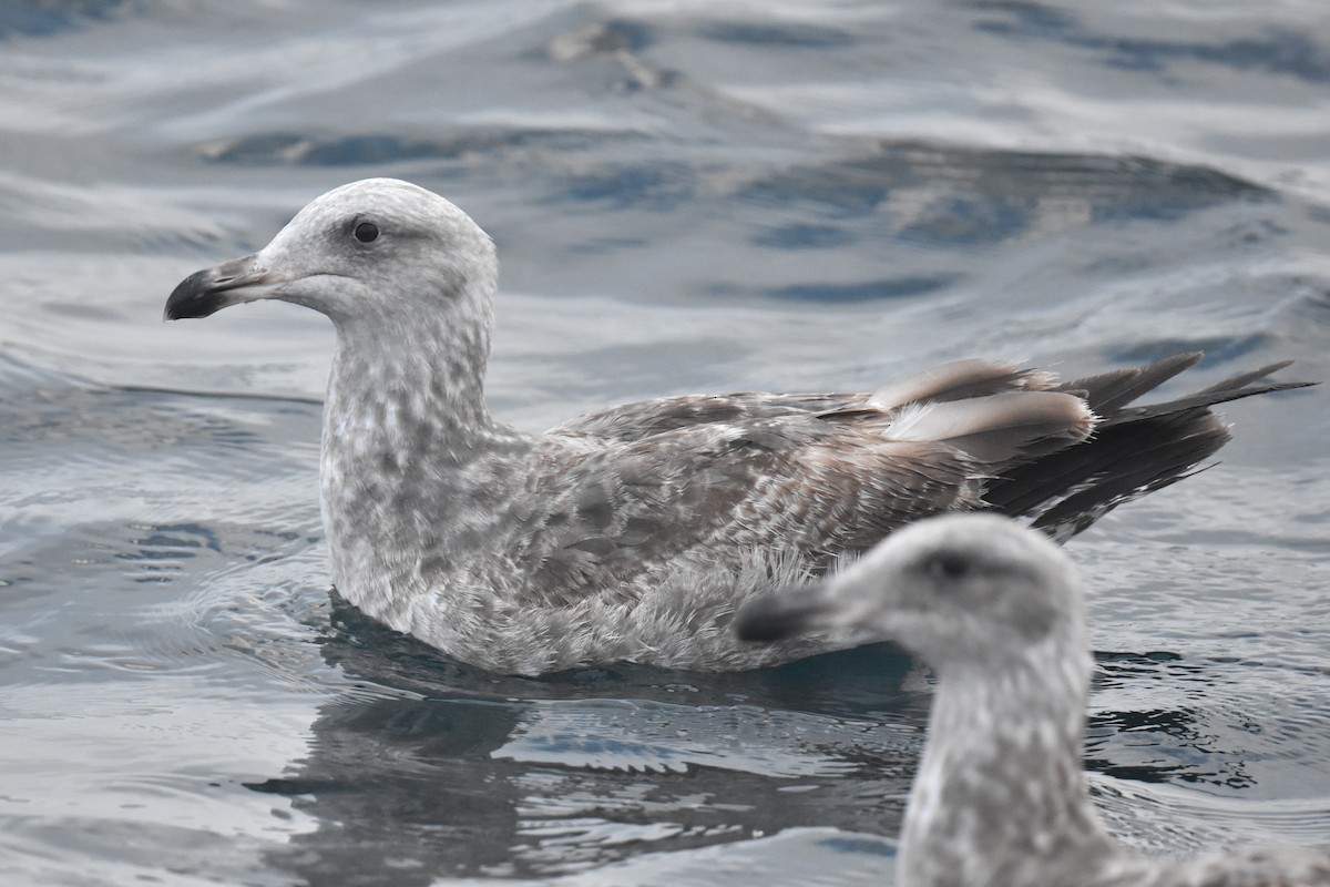 Western Gull - ML613999264