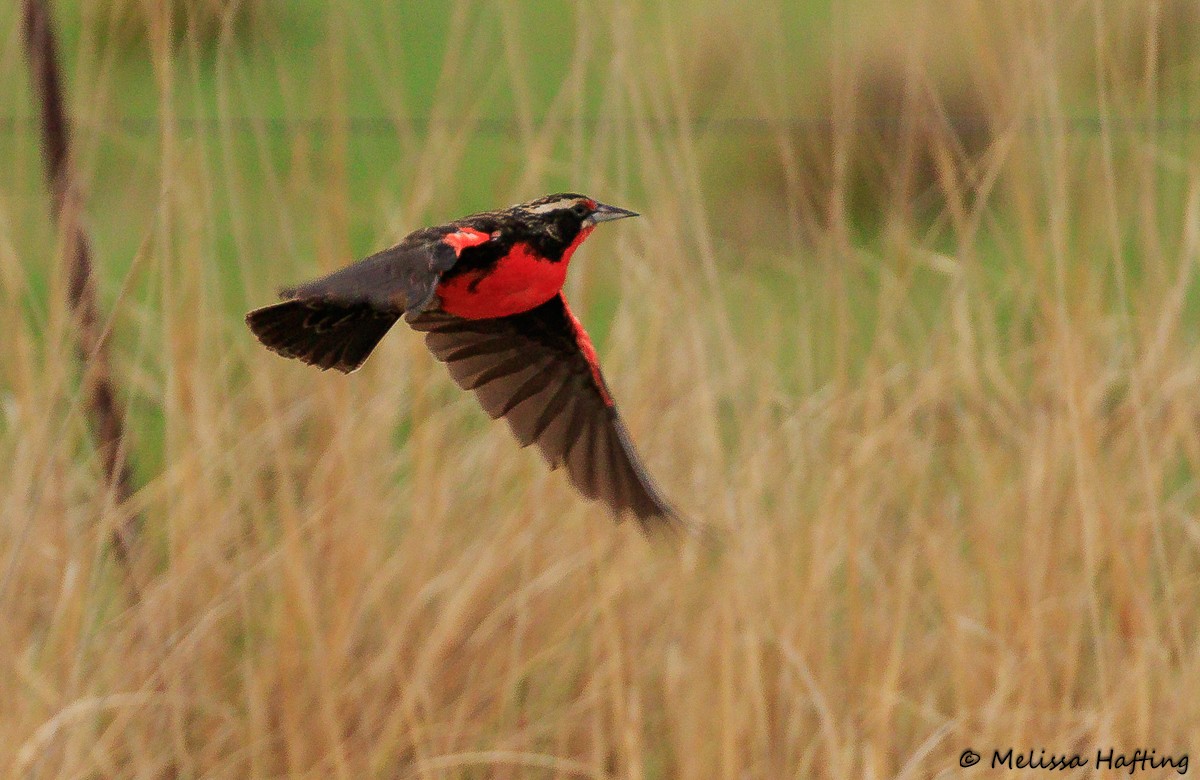 Pampas Meadowlark - ML613999423