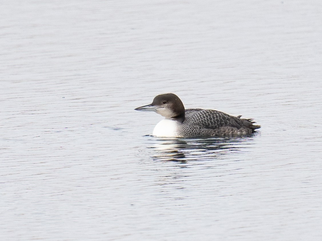 Common Loon - Debbie Tubridy