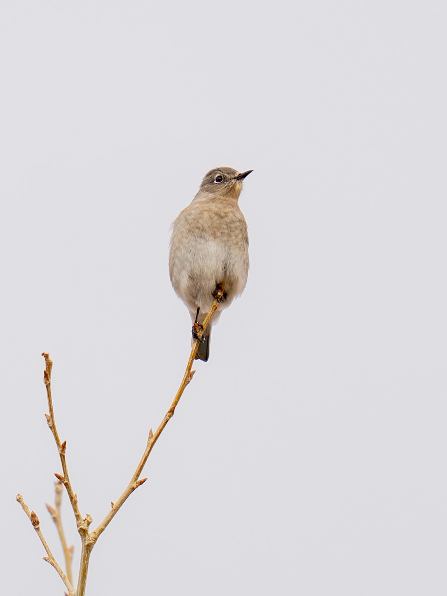 Mountain Bluebird - ML613999469