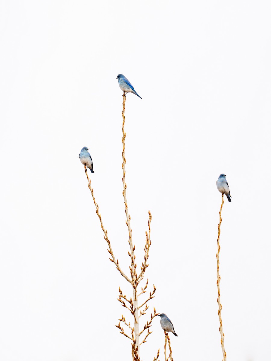 Mountain Bluebird - ML613999470