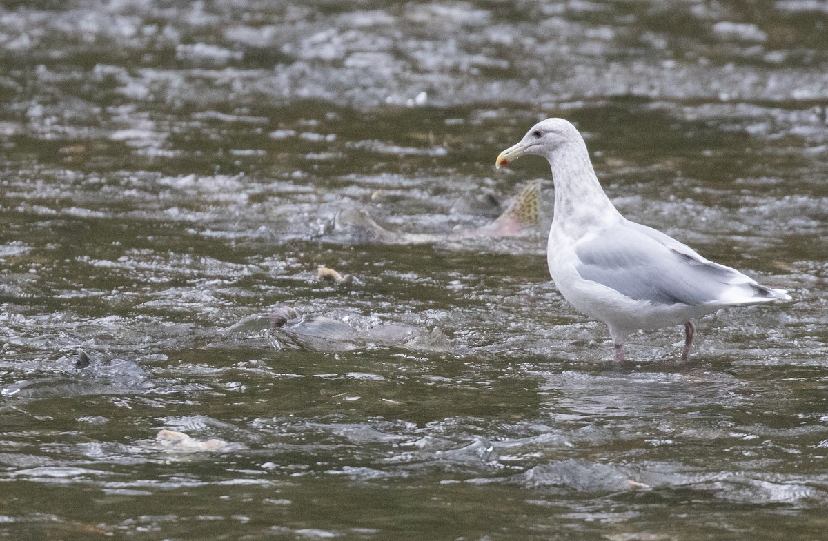 Glaucous-winged Gull - ML613999534