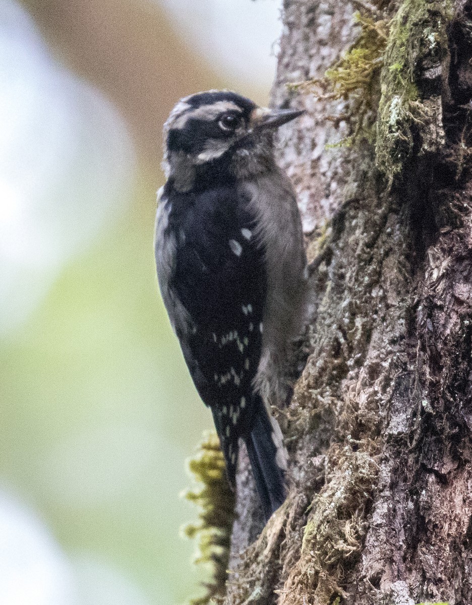 Downy Woodpecker - ML613999540