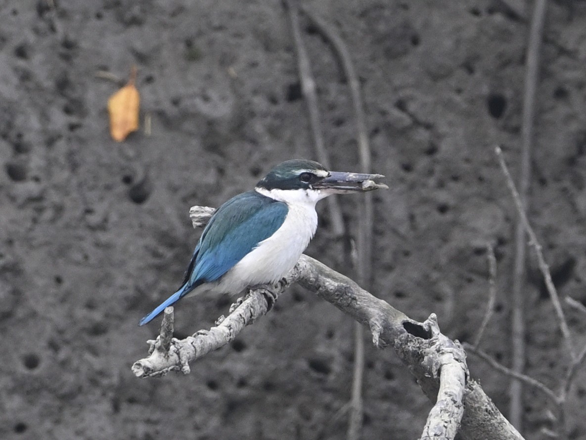 Collared Kingfisher - Debesh Mitra