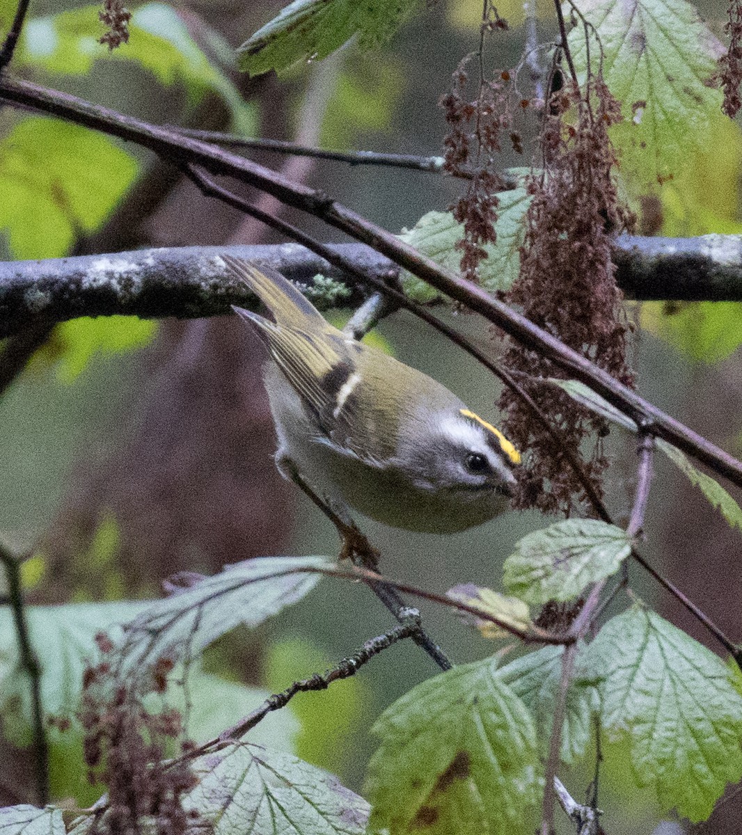 Golden-crowned Kinglet - ML613999556