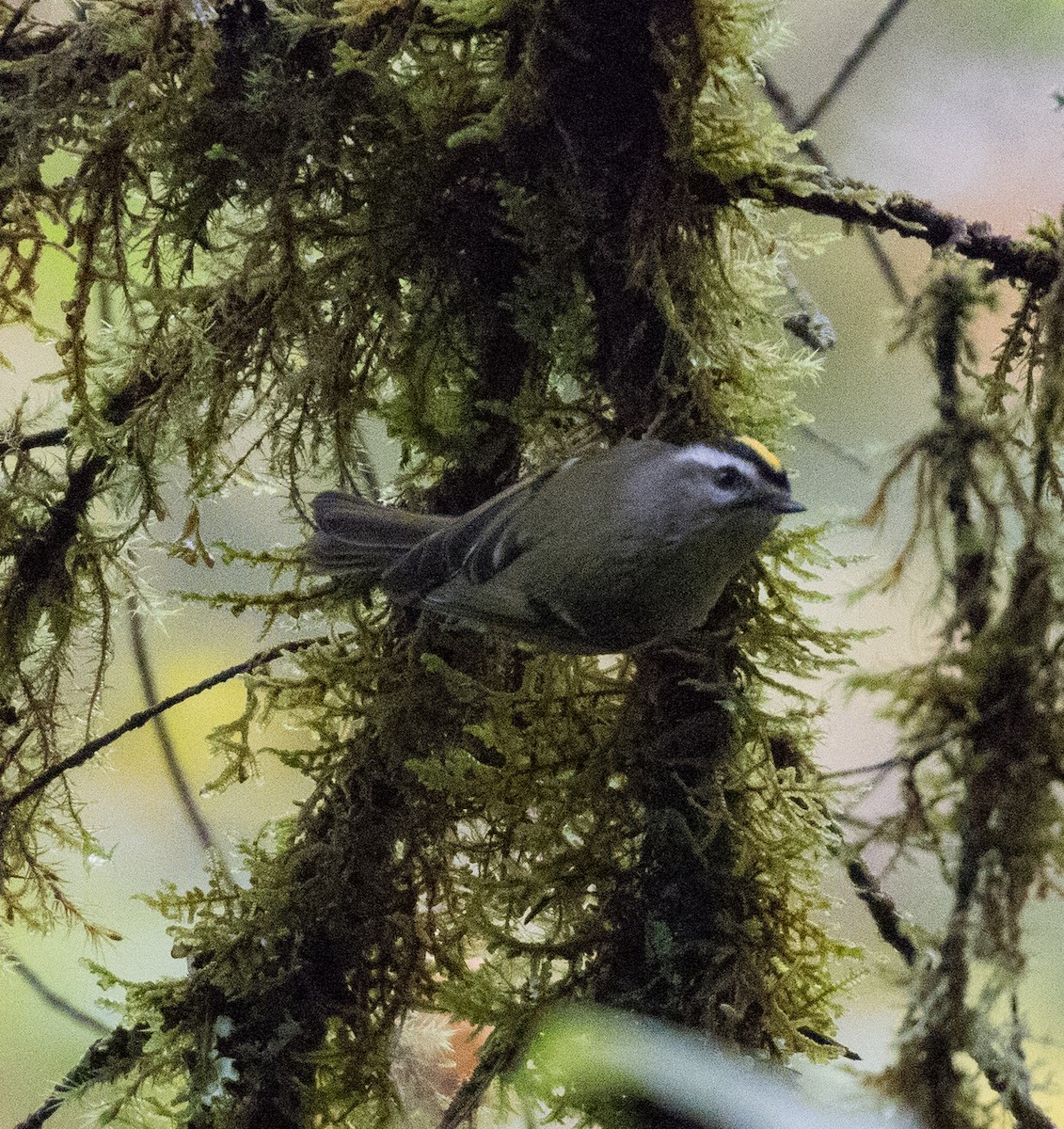 Golden-crowned Kinglet - ML613999560