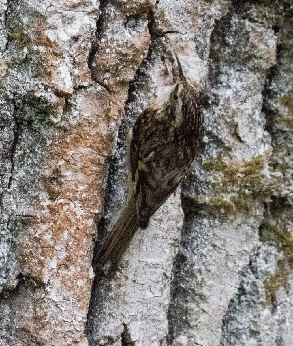 Brown Creeper - ML613999567