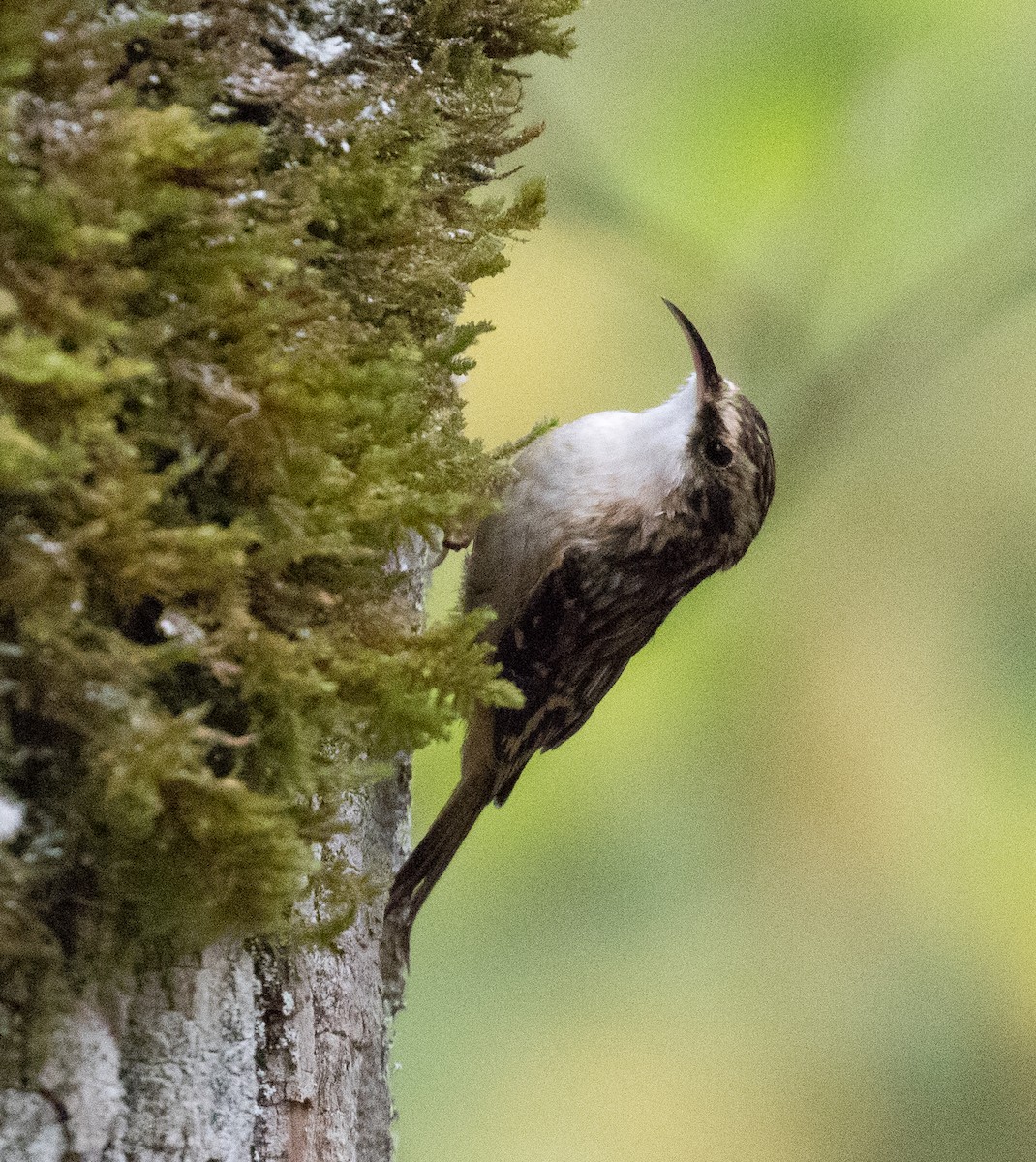 Brown Creeper - ML613999574