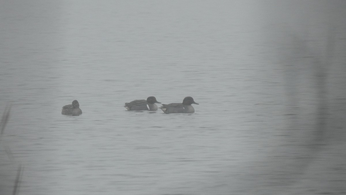 Green-winged Teal - Vincent Glasser