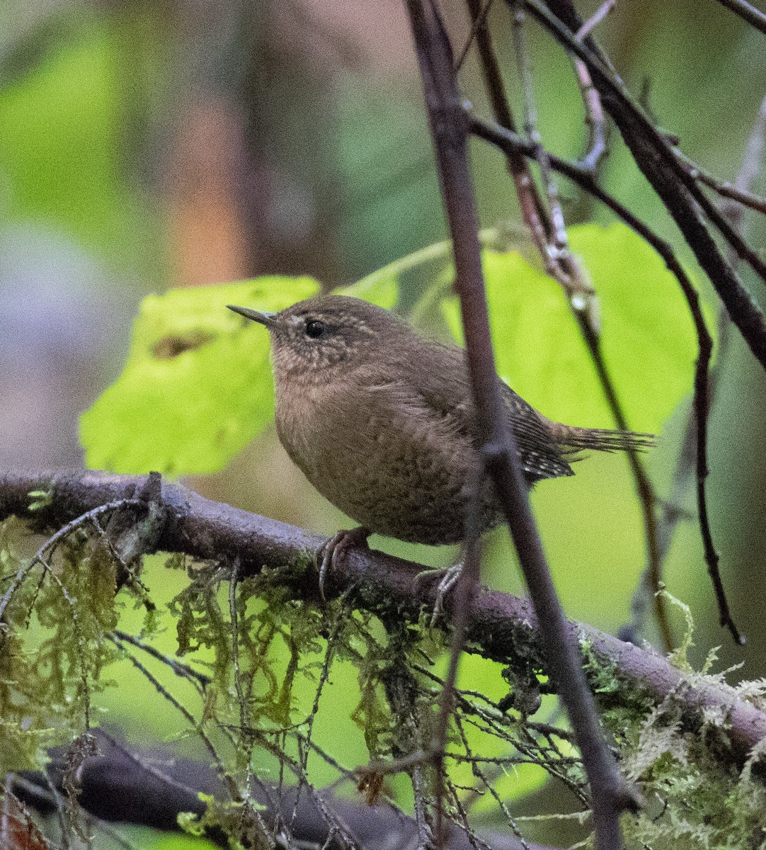 Pacific Wren - ML613999581