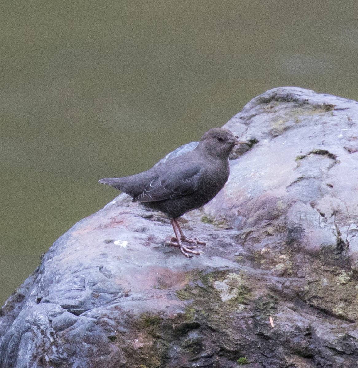 American Dipper - ML613999597