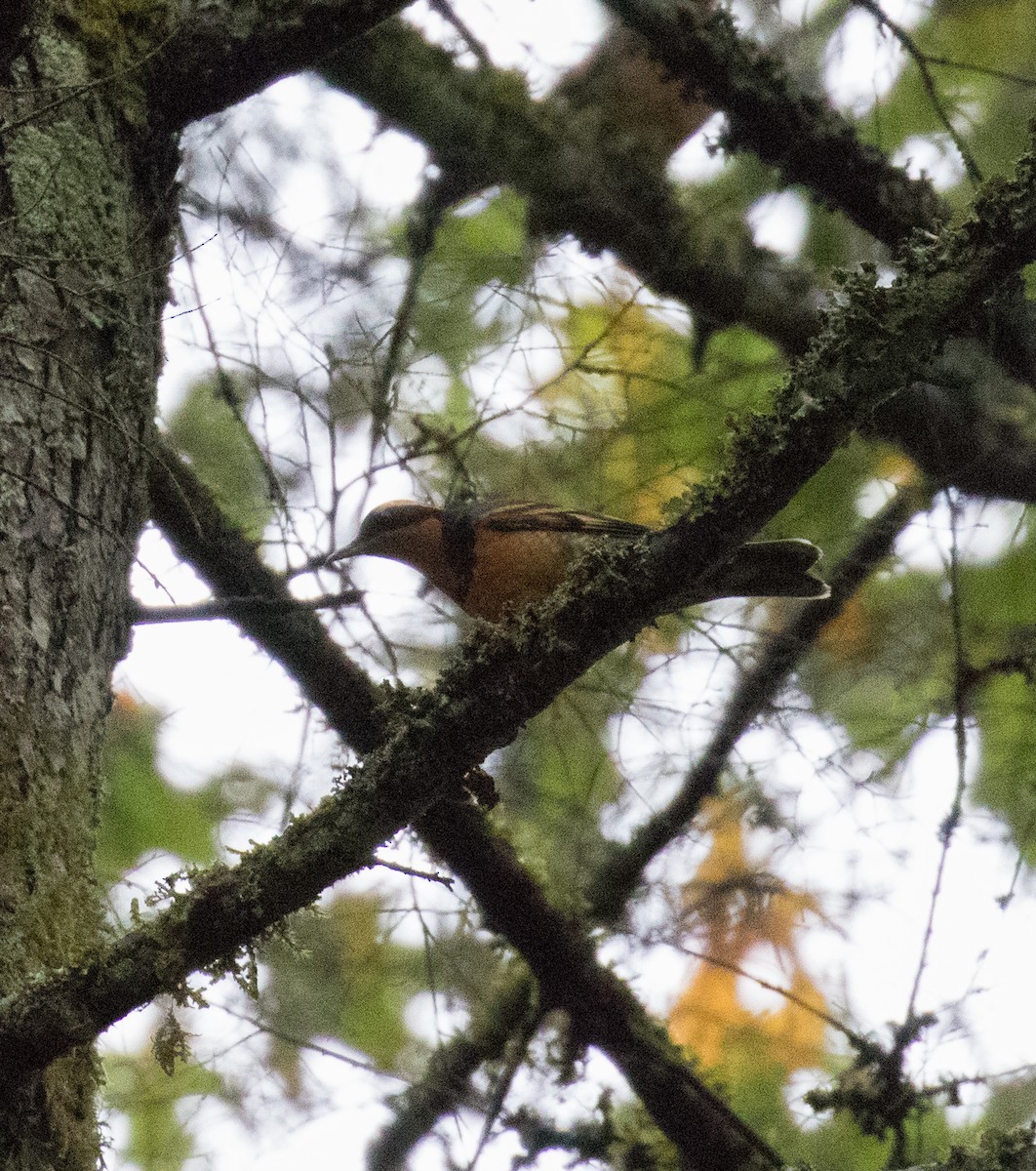 Varied Thrush - ML613999607