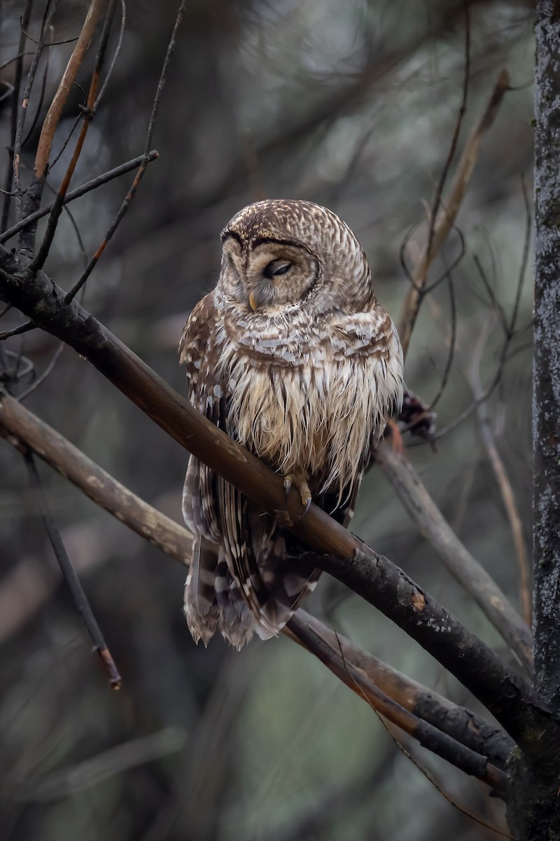 Barred Owl - ML613999649