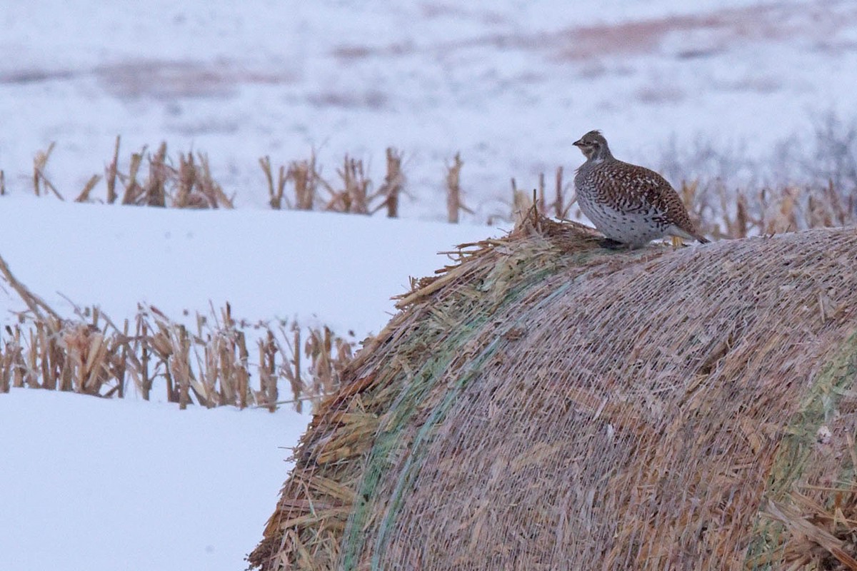 Sharp-tailed Grouse - ML613999655