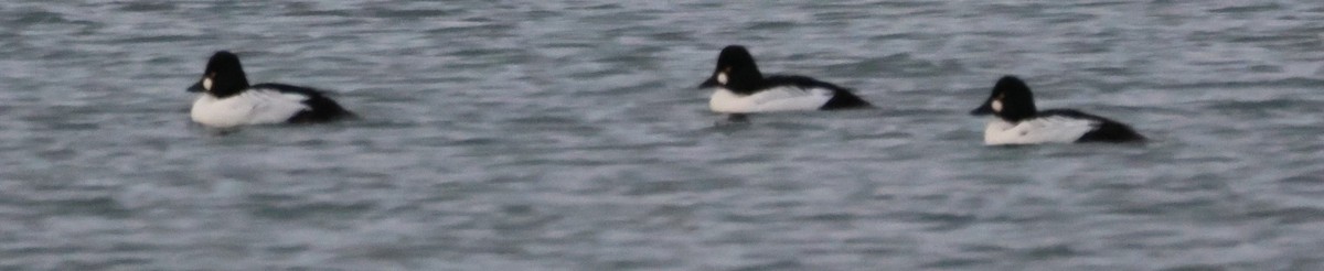 Common Goldeneye - ML613999656