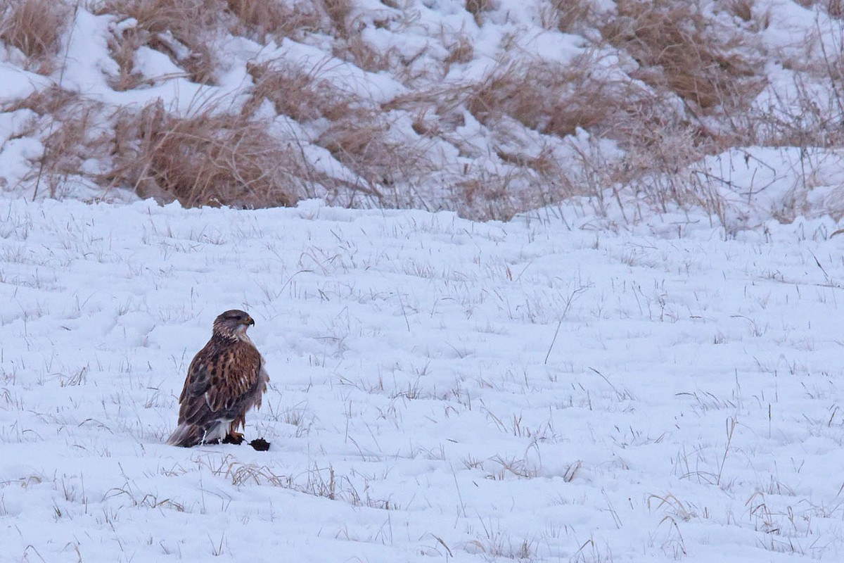 Ferruginous Hawk - ML613999658