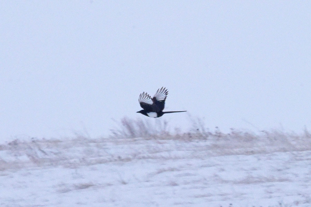 Black-billed Magpie - ML613999671