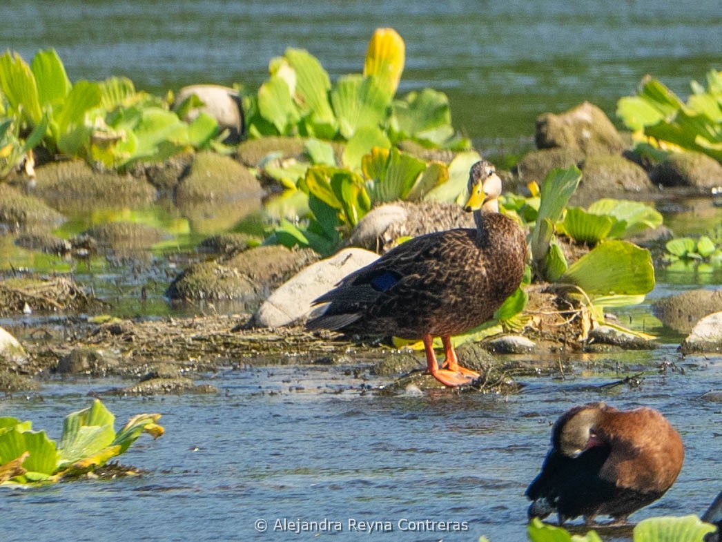 Mottled Duck - ML613999680