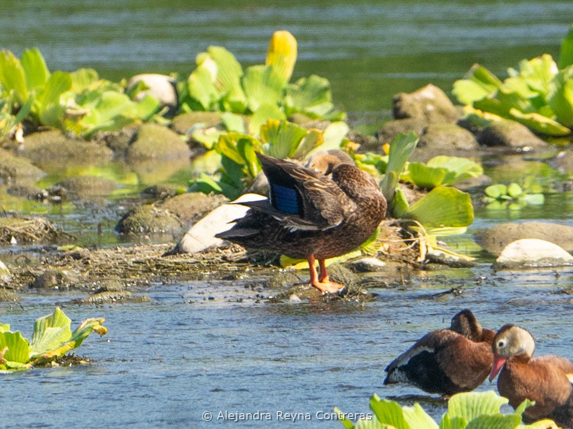 Mottled Duck - ML613999682