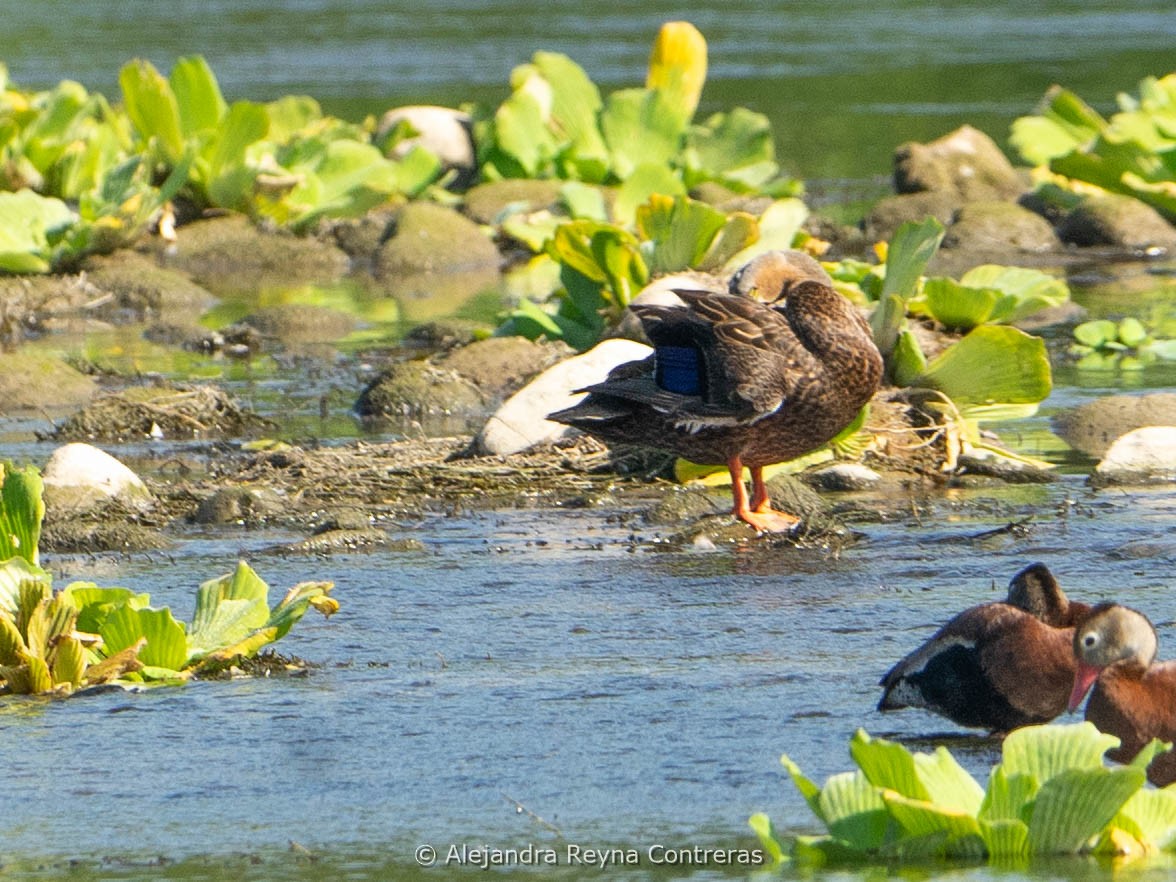 Canard brun - ML613999683